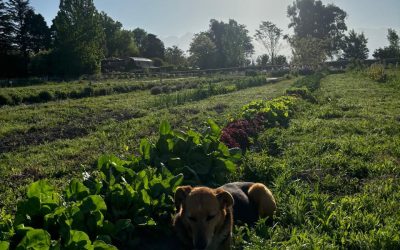 La Ecochacra, Valle de Uco – Experiencia Terrenal. 