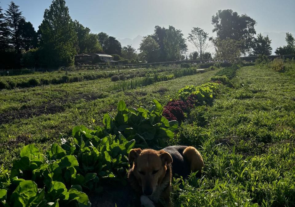 La Ecochacra, Valle de Uco – Experiencia Terrenal. 